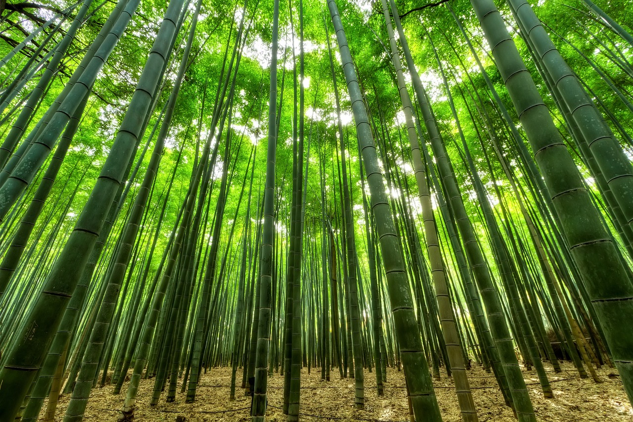bamboo, trees, green-1283976.jpg